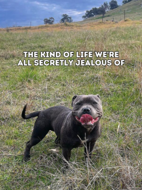 @Happy Staffy Co