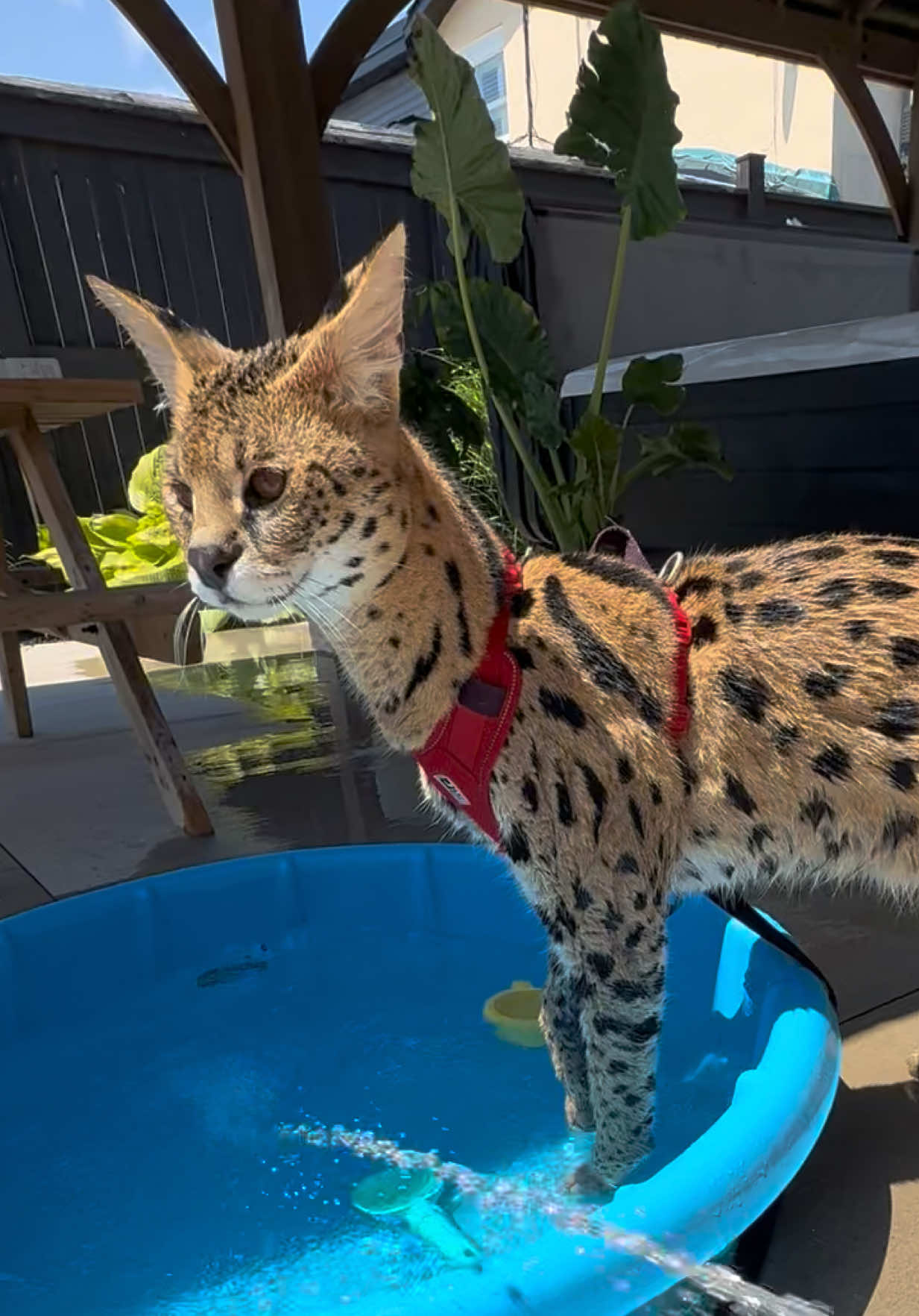 @milo the serval