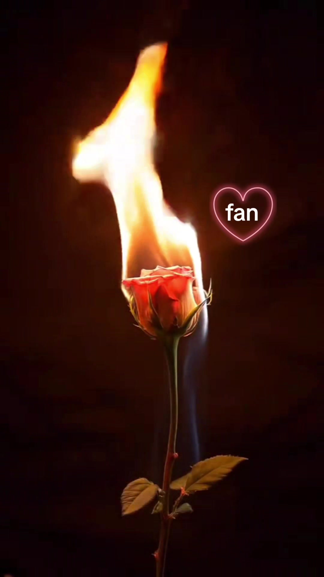 @fan