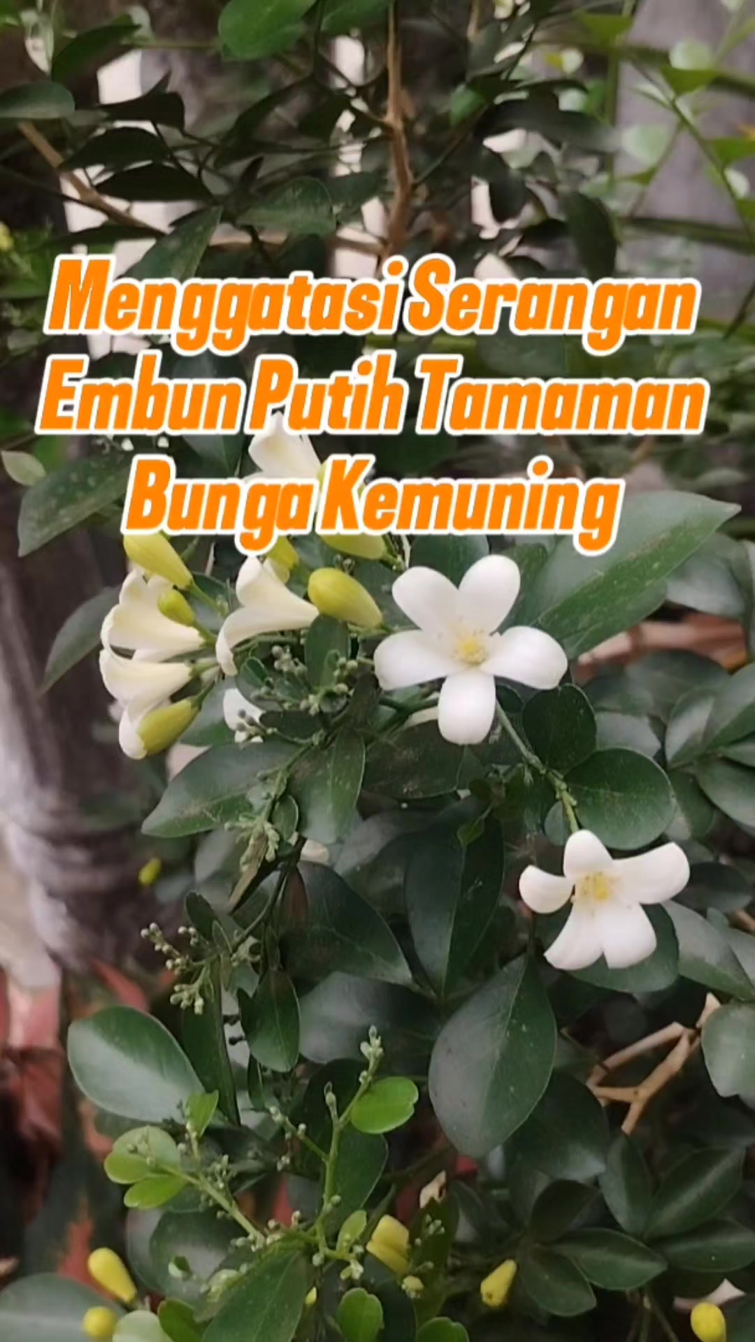 @Bukit Farming