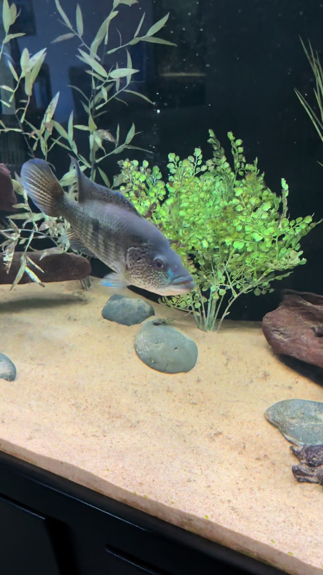 @Cichlid Bros
