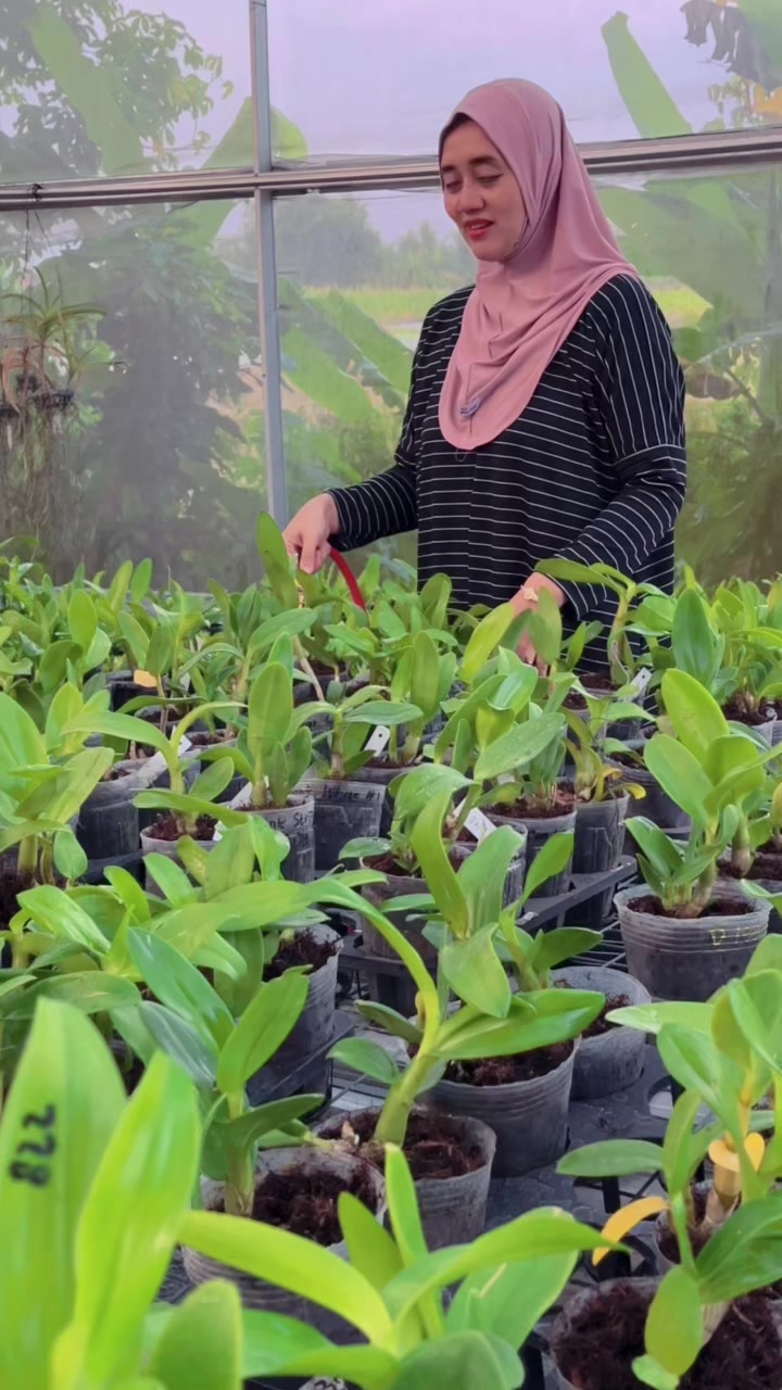 @Anggina Orchid