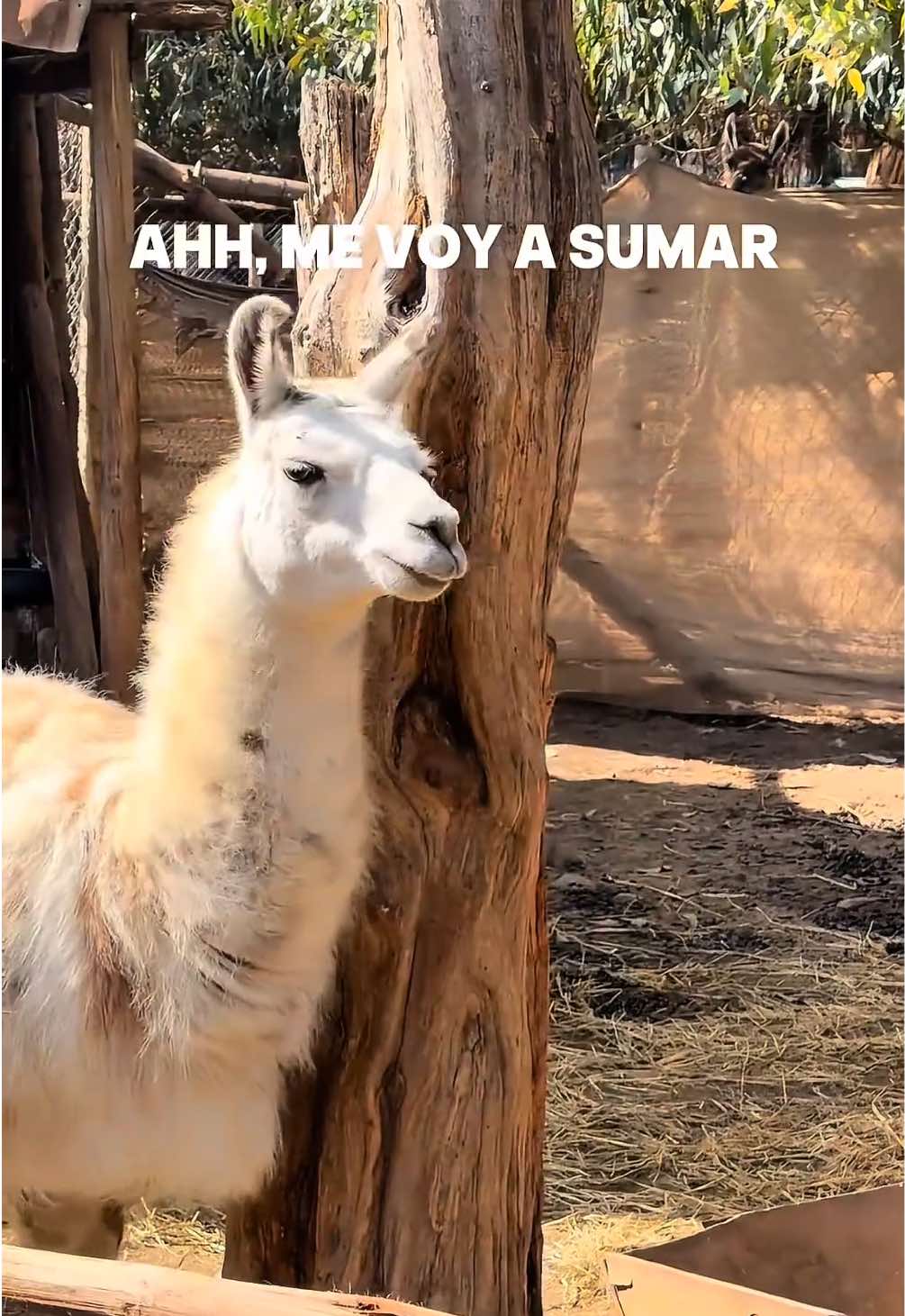 @Teletón Chile