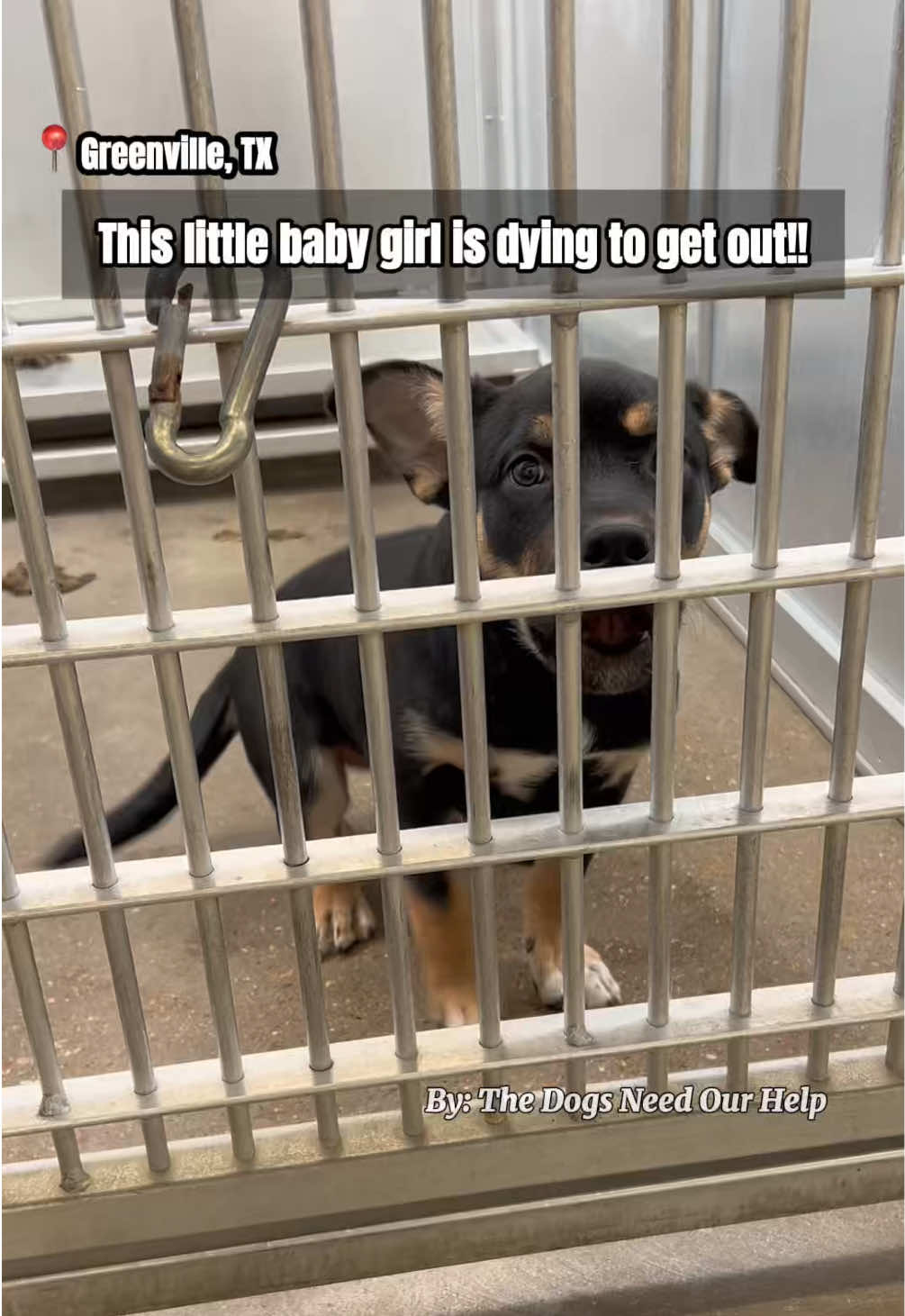 @The Dogs Need Our Help