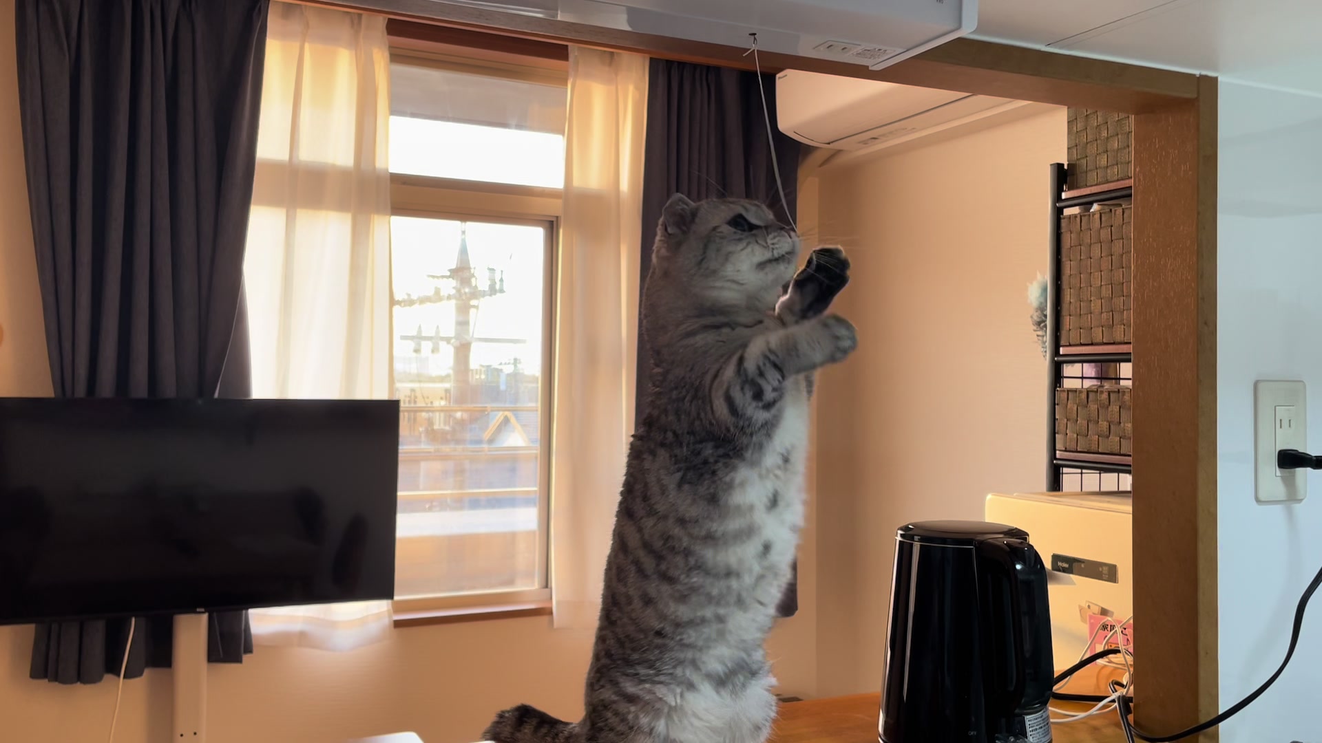 @とらお