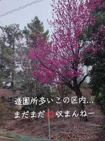 @yumi๐๐