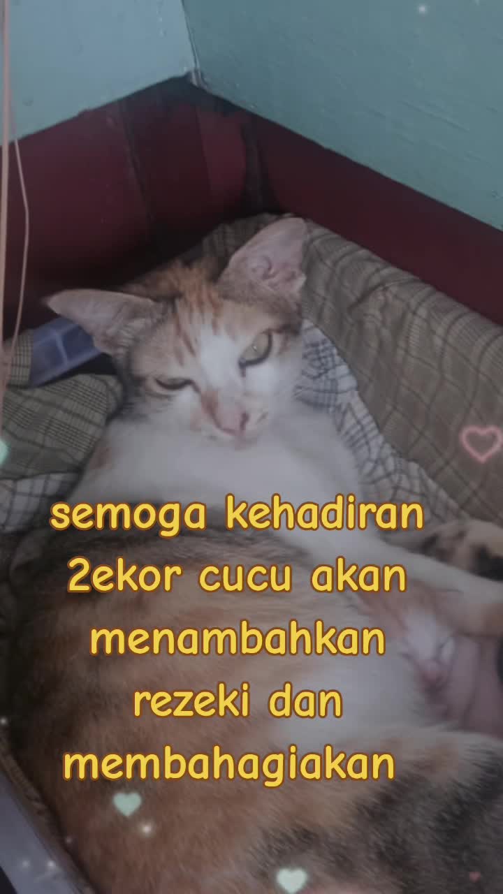 @Ahmad Farid hj Omar