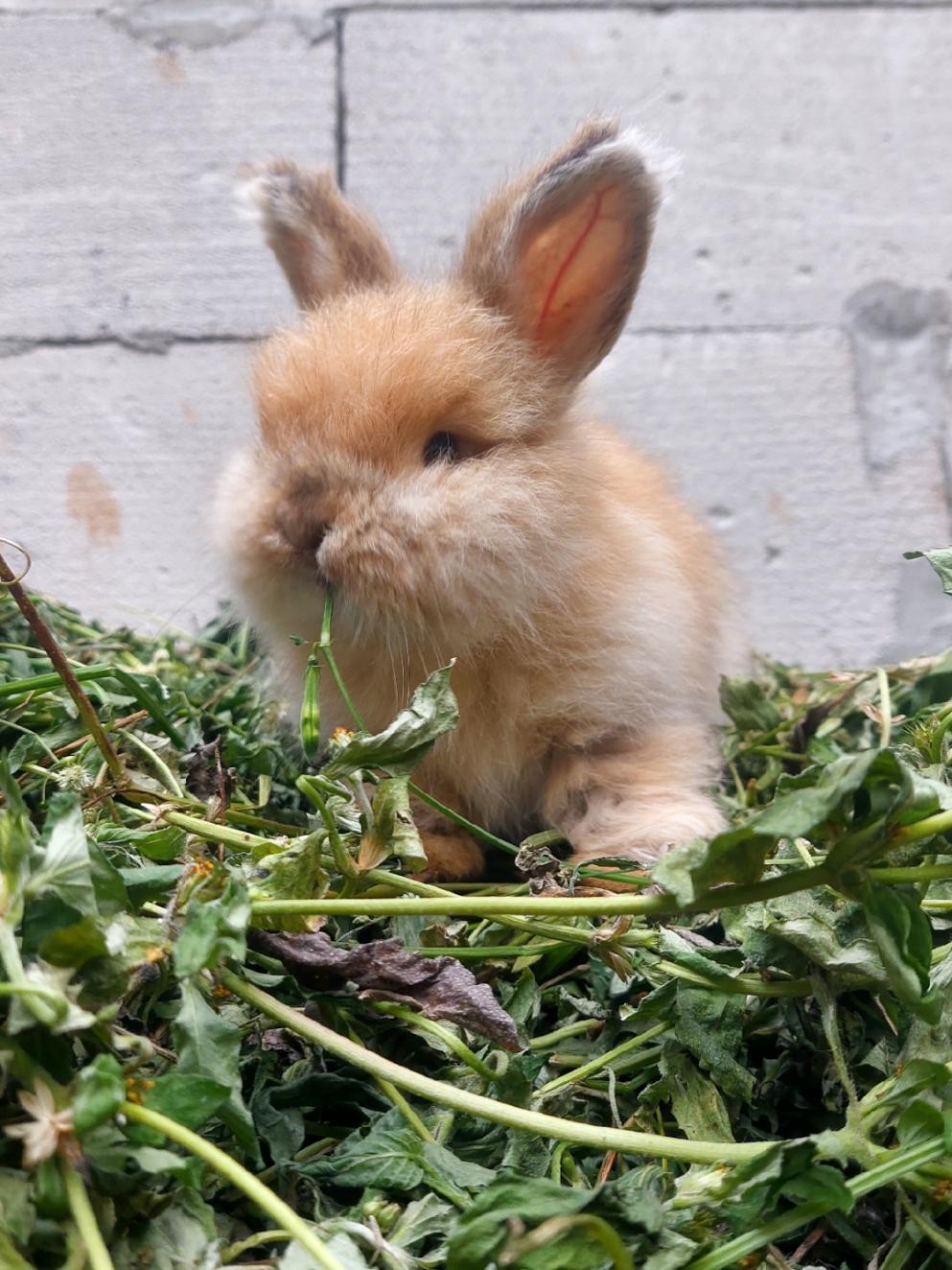 @Cileunyi Rabbit