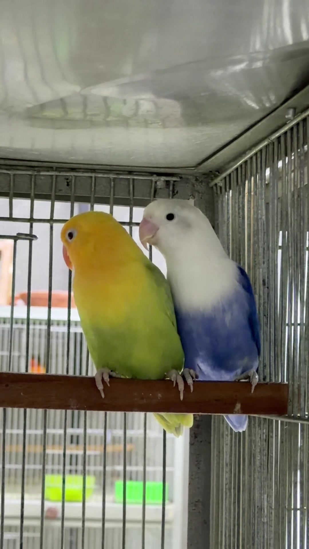 @AdilBirdsFarm