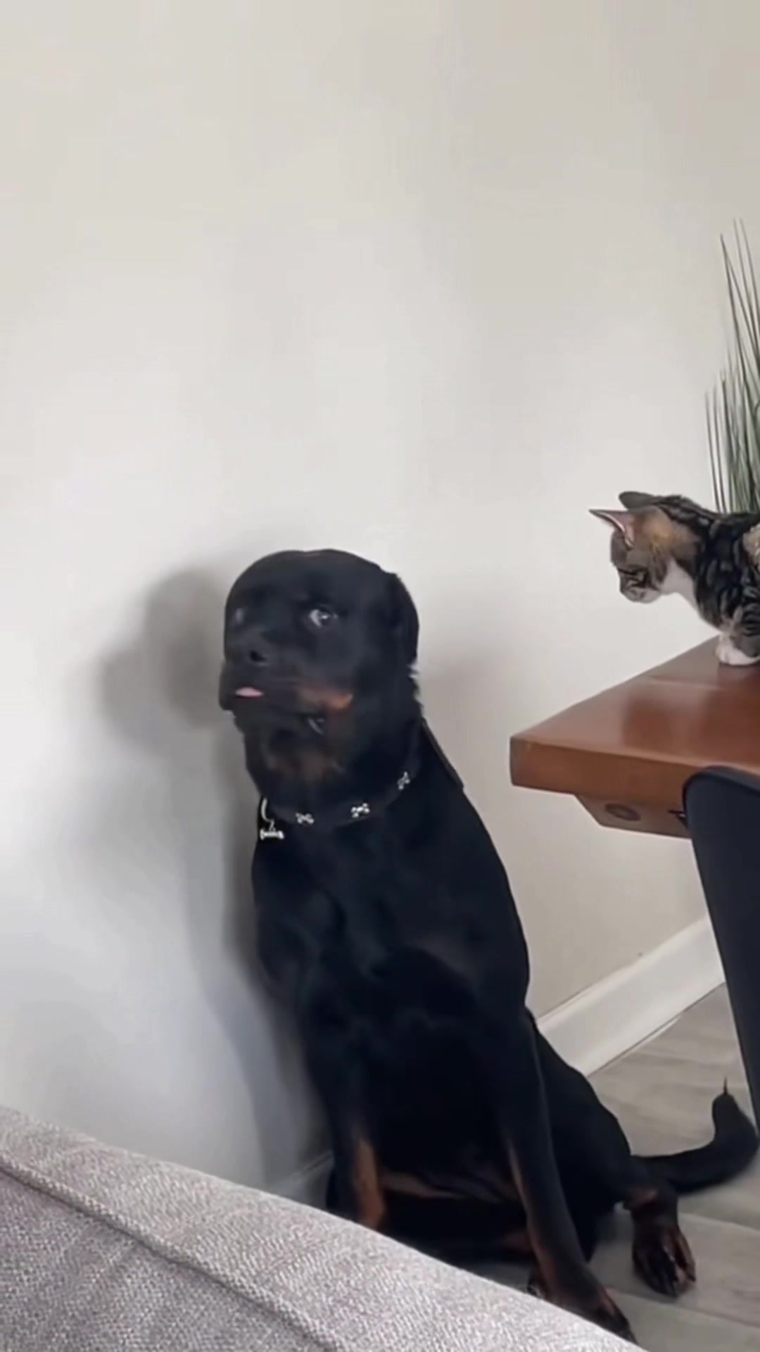 @K9stories