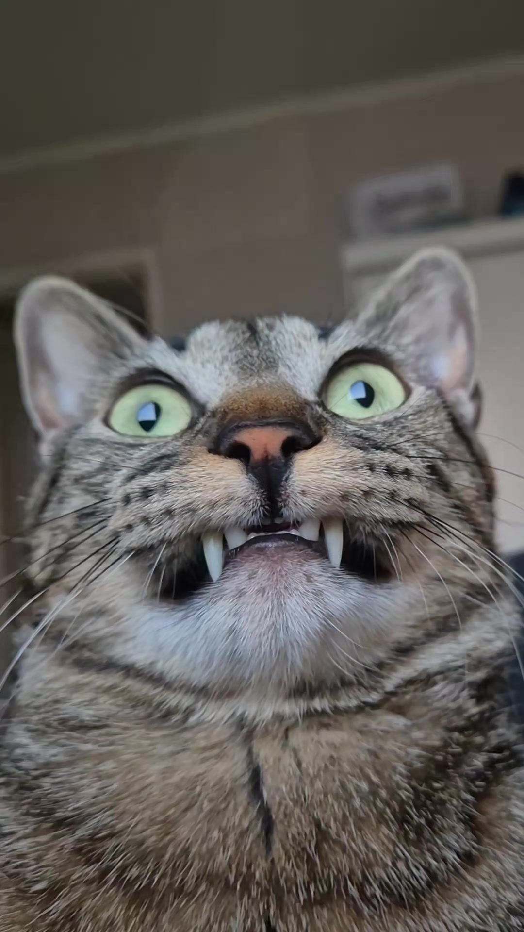 @Mushu