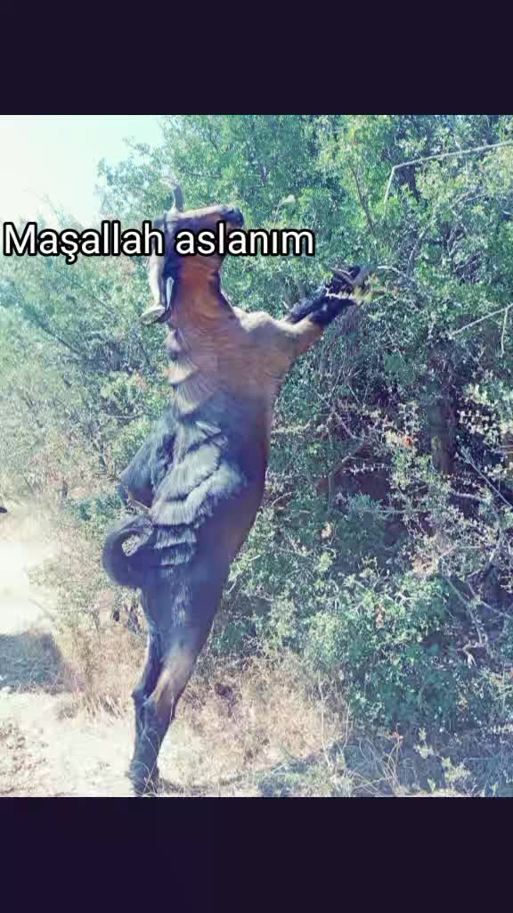 @Musacan kol