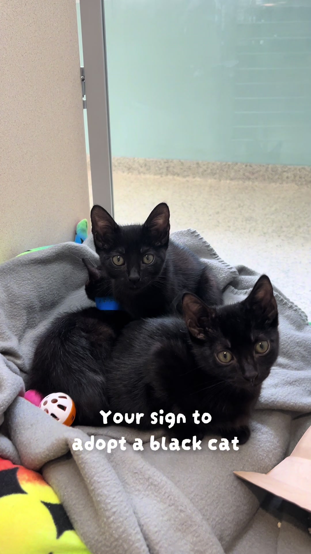 @San Antonio Humane Society