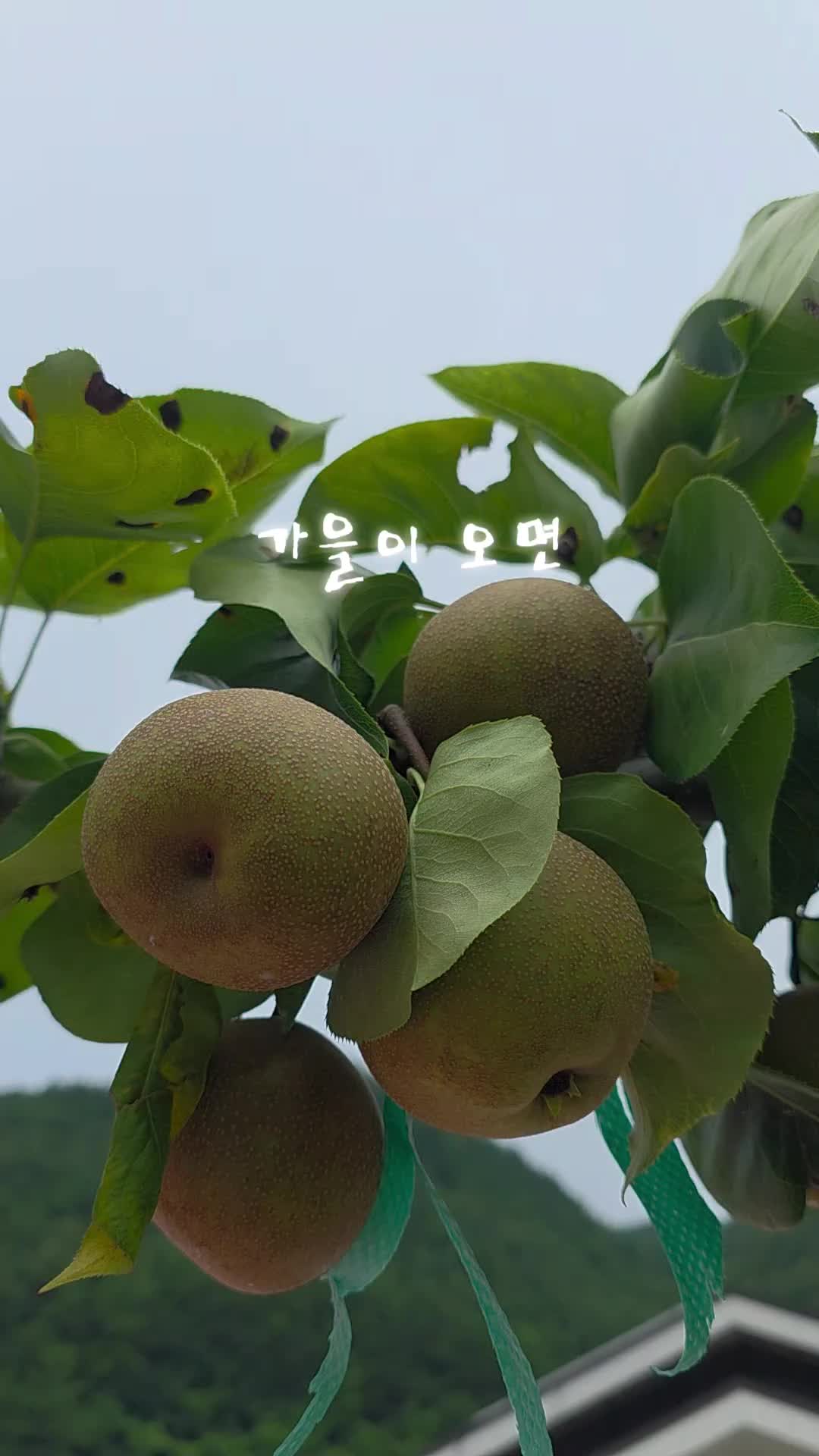 @유튜브 "정선사람들" 안용현