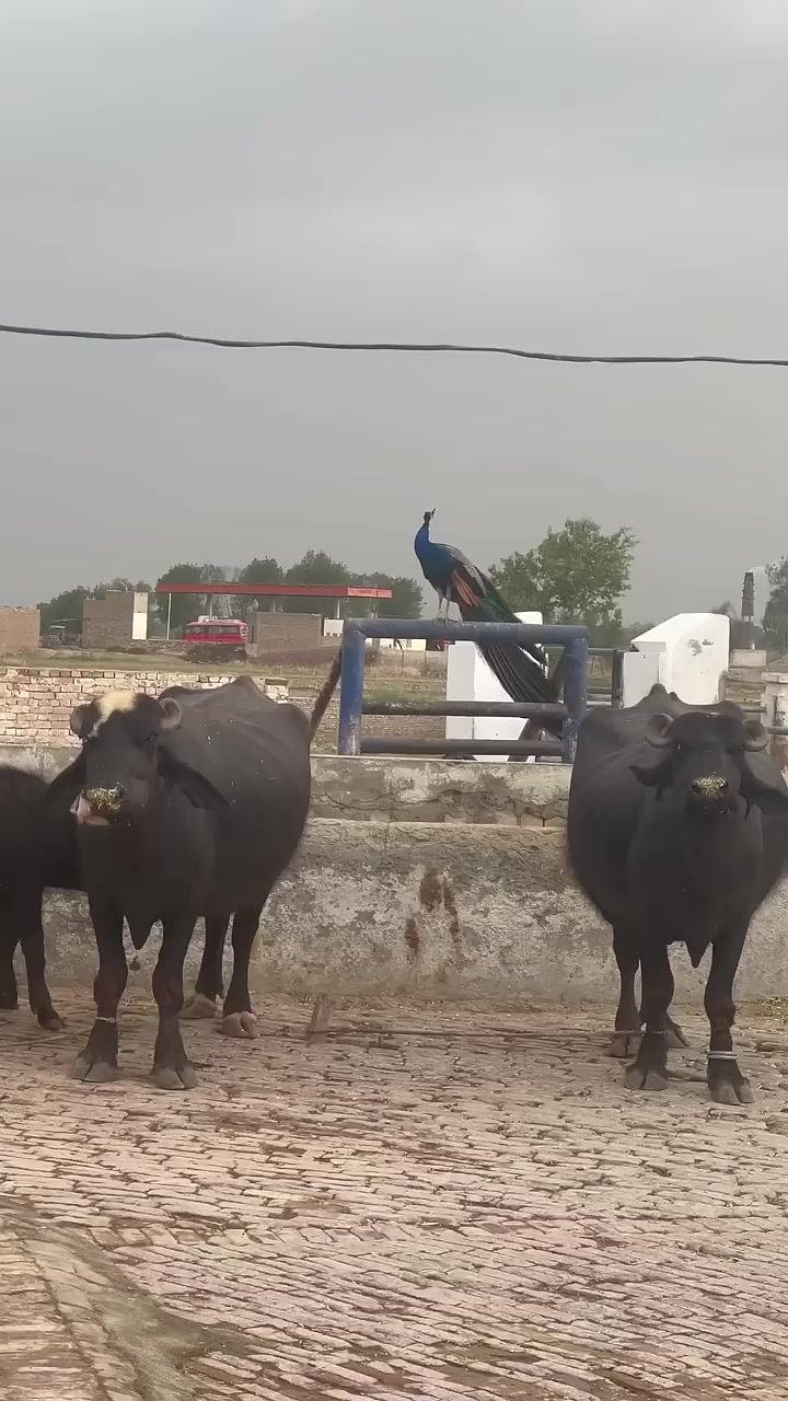 @GUJJAR DAIRY FARM