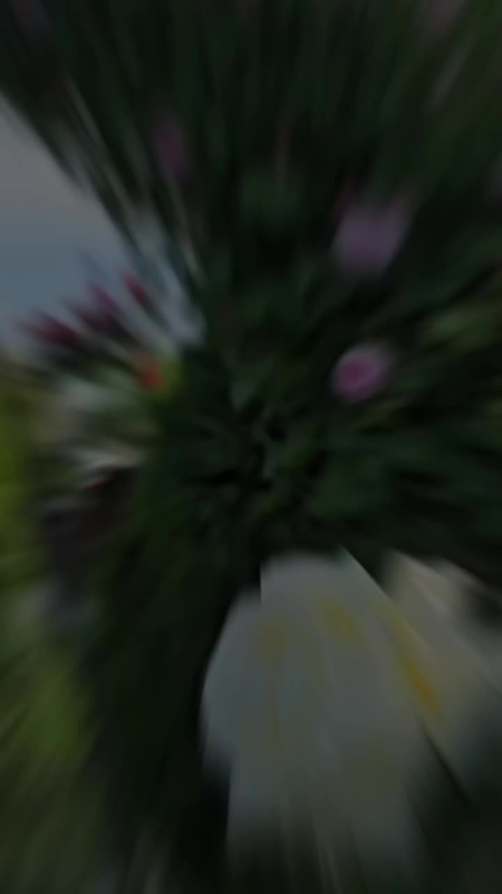 @๐ุฑูุงู ุจูุช ุญูุจ๐โ