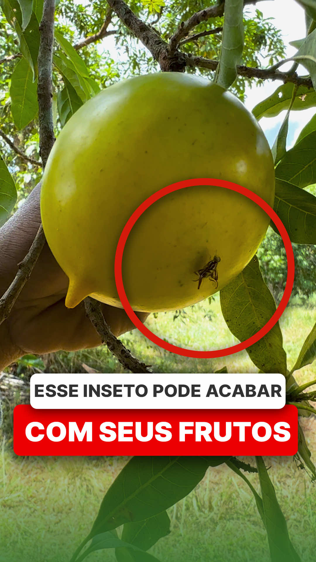 @ViveiroProMudas