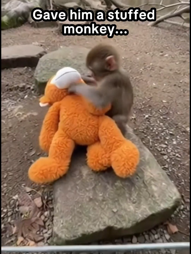 @The Animal Diary