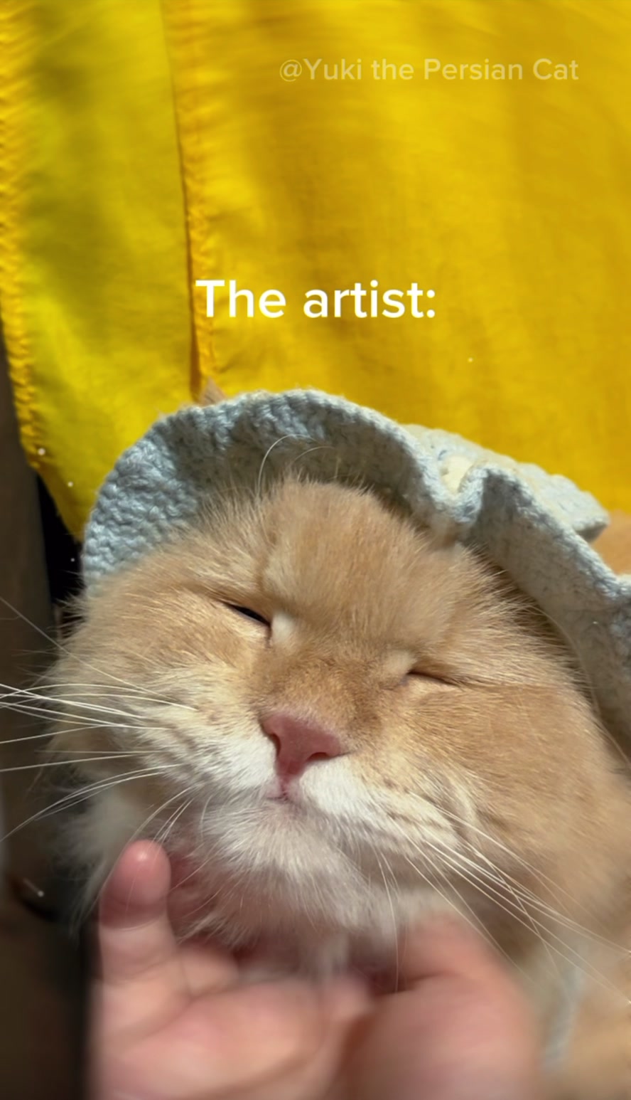 @Yuki the Persian Cat
