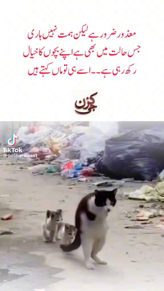 @Mazhar
