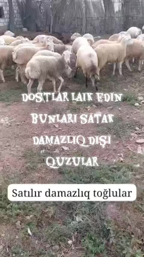 @🇦🇿 Fermer 11 🇹🇷