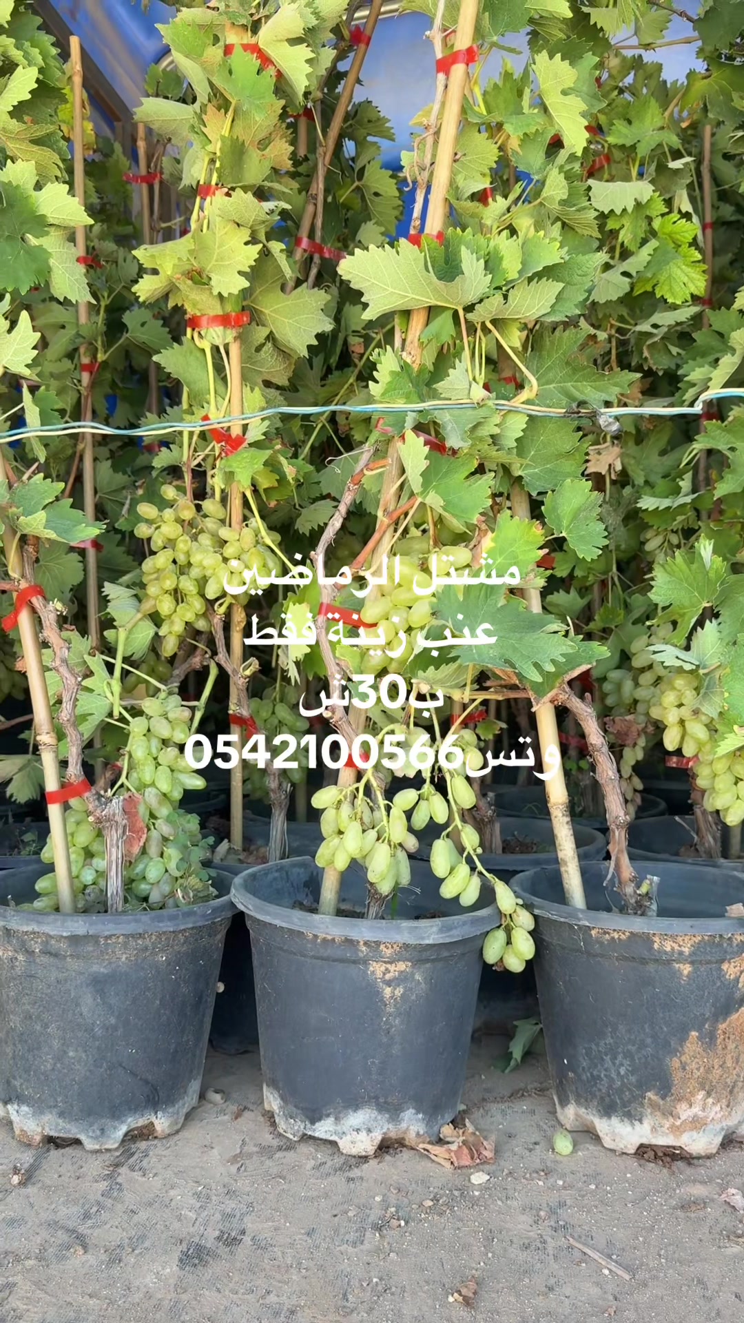 @مشتل الرماضين وتس0542100566
