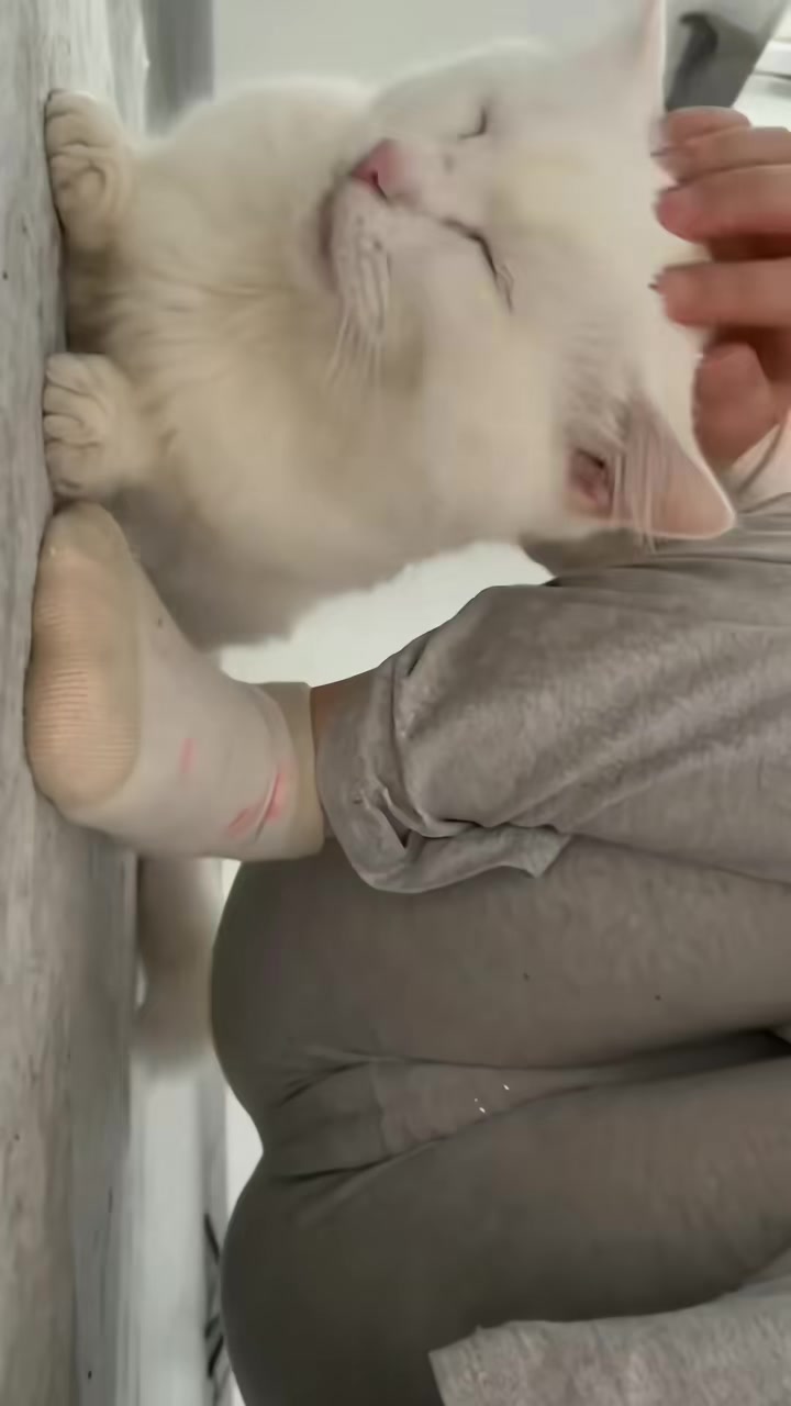 @🦋₱Ɇ₴ⱧØØ🐱