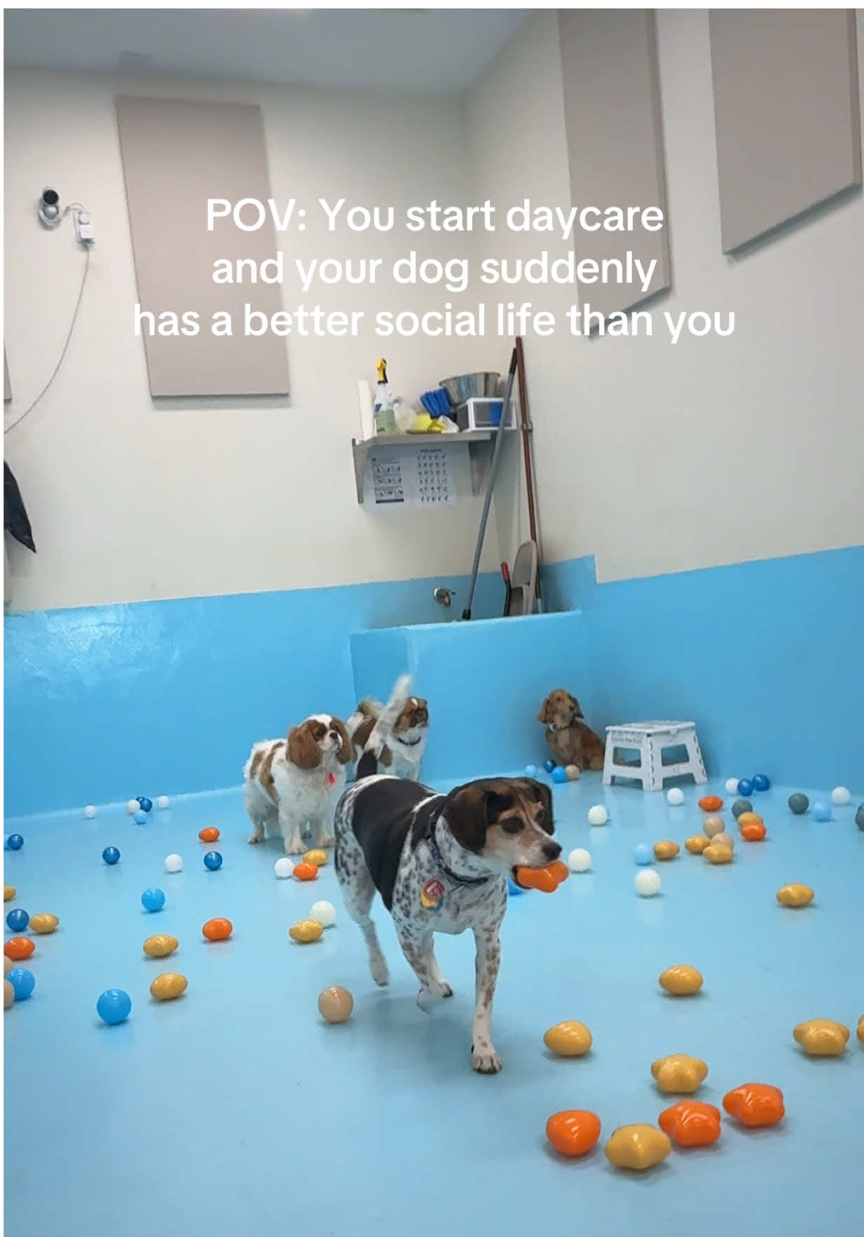 @Biscuits & Bath | Dog Retreat