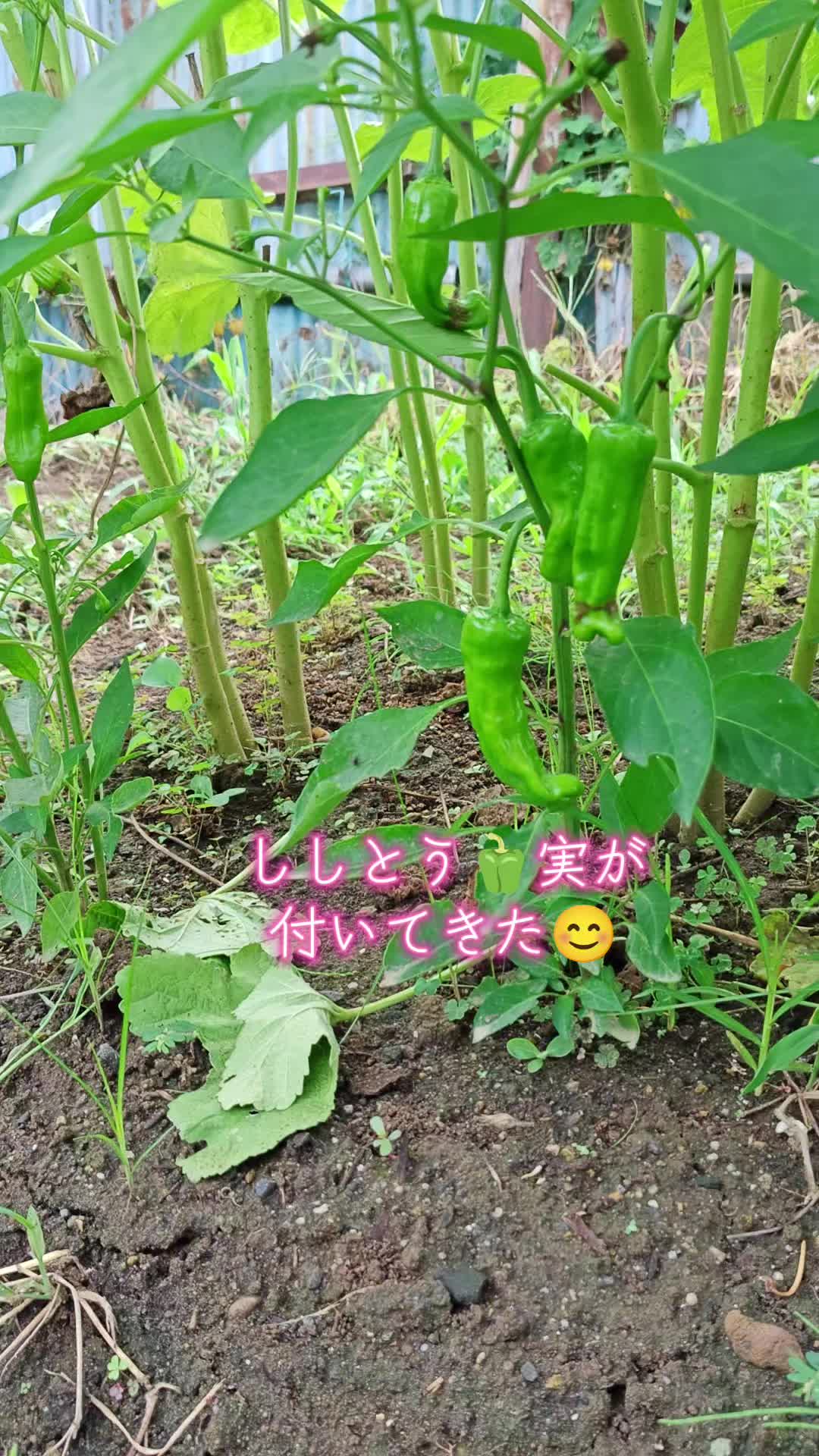 @ANIMAL♡M