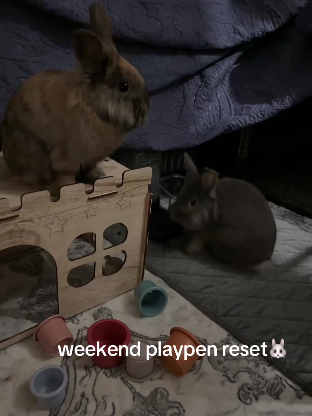 @bunbun & binky