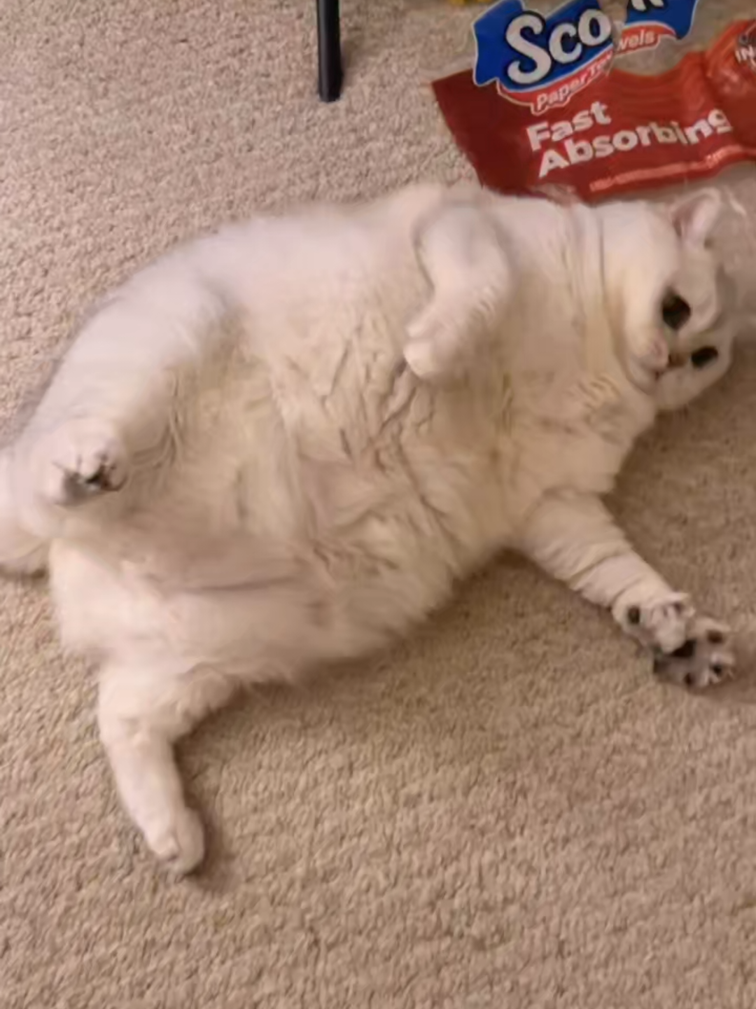 @Chonky World Of Cats