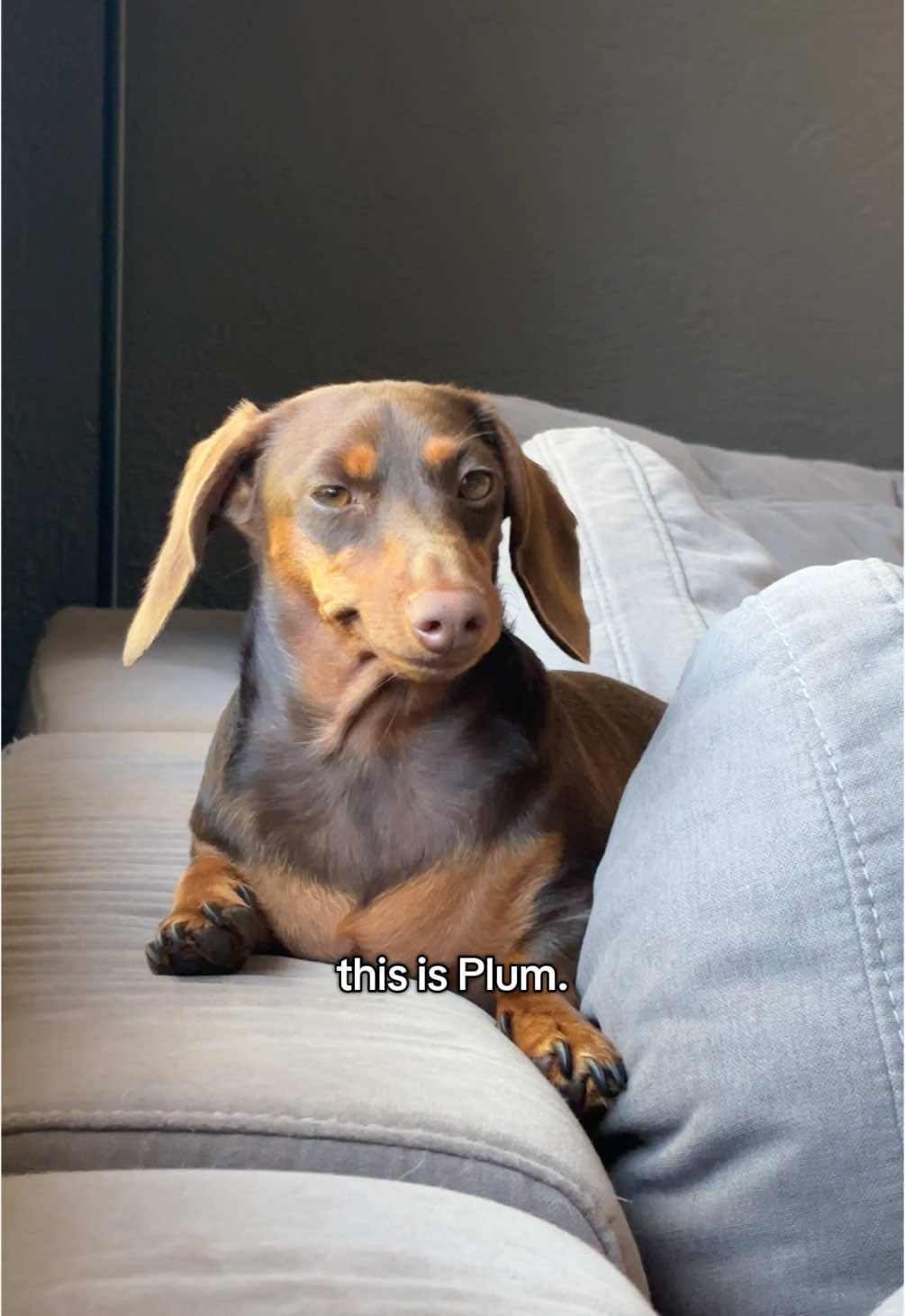 @rhubarb the doggo