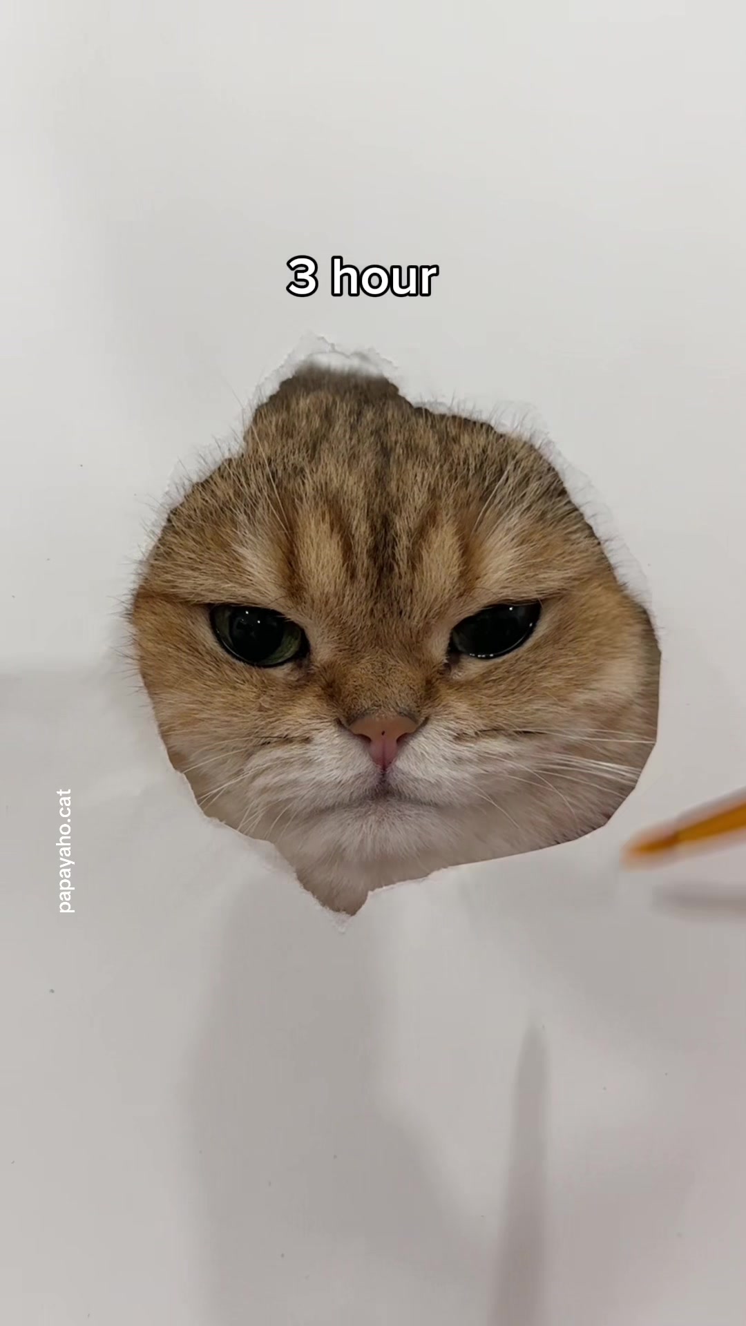 @Papaya the Cat