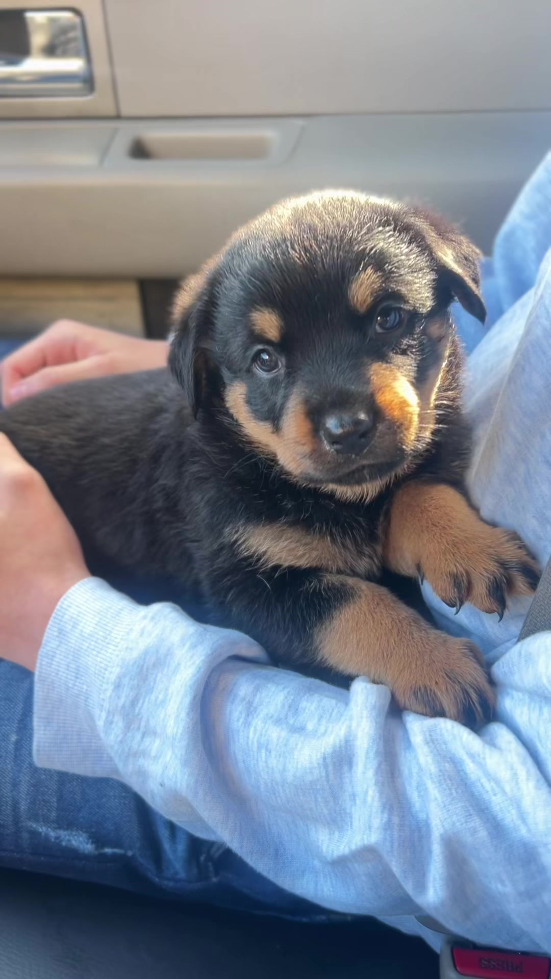 @I love DOGS