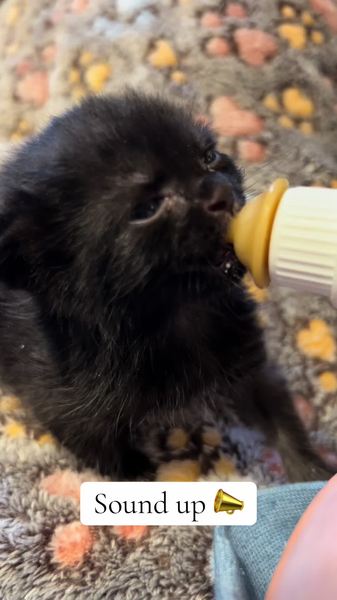 @Kitten.mama