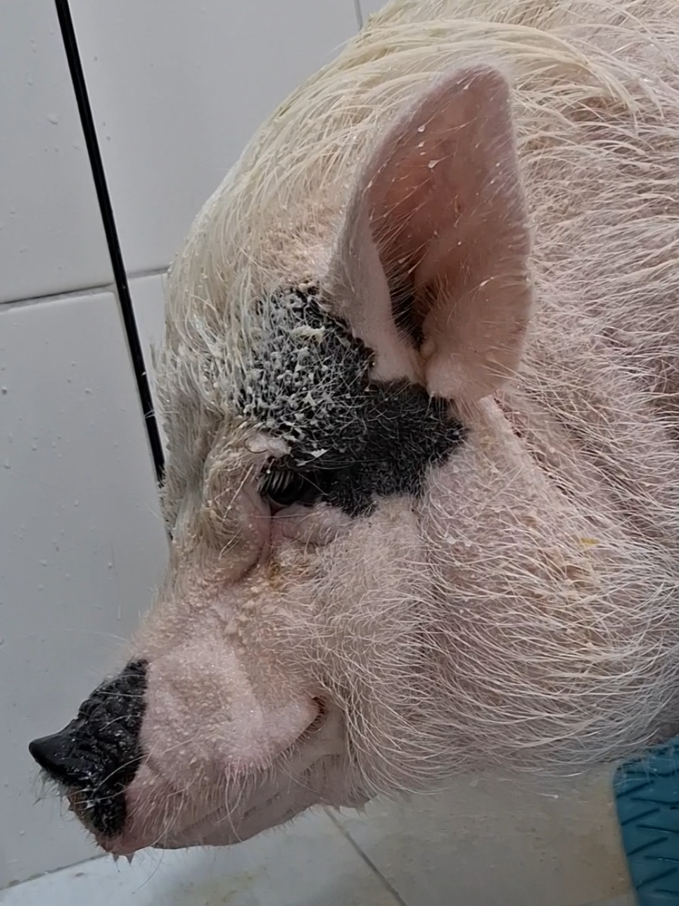 @🐷Ibi.pig🐷