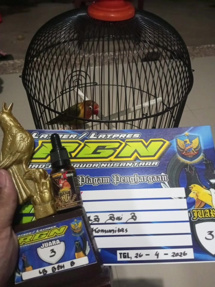 @boy kicau