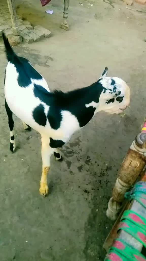 @Khaskheli 💔💔💔🥹🥹