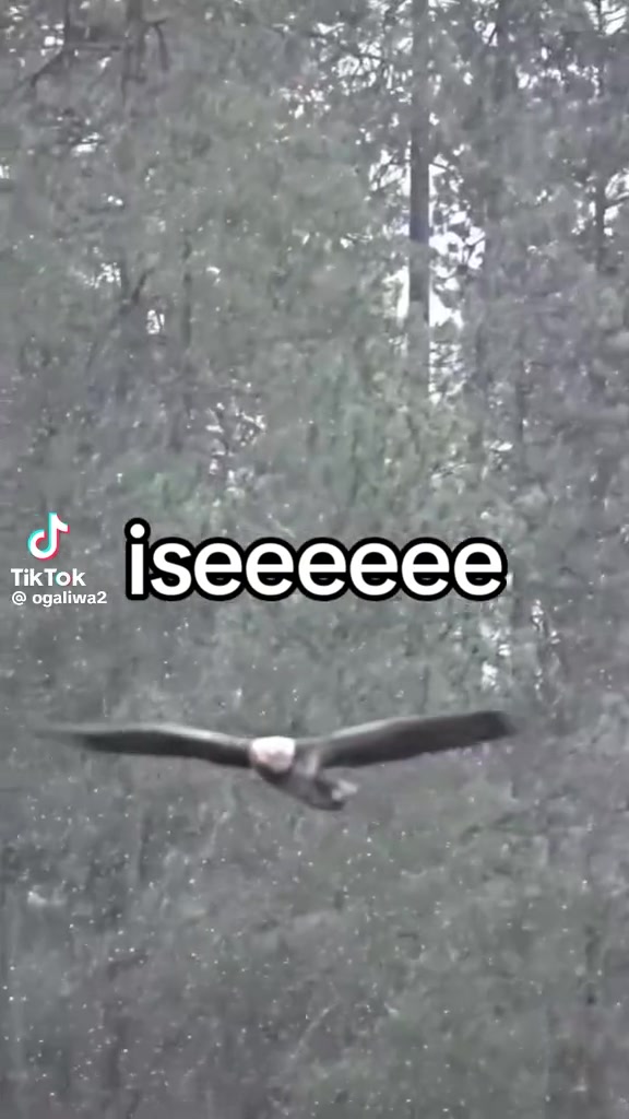 @Amauche 111