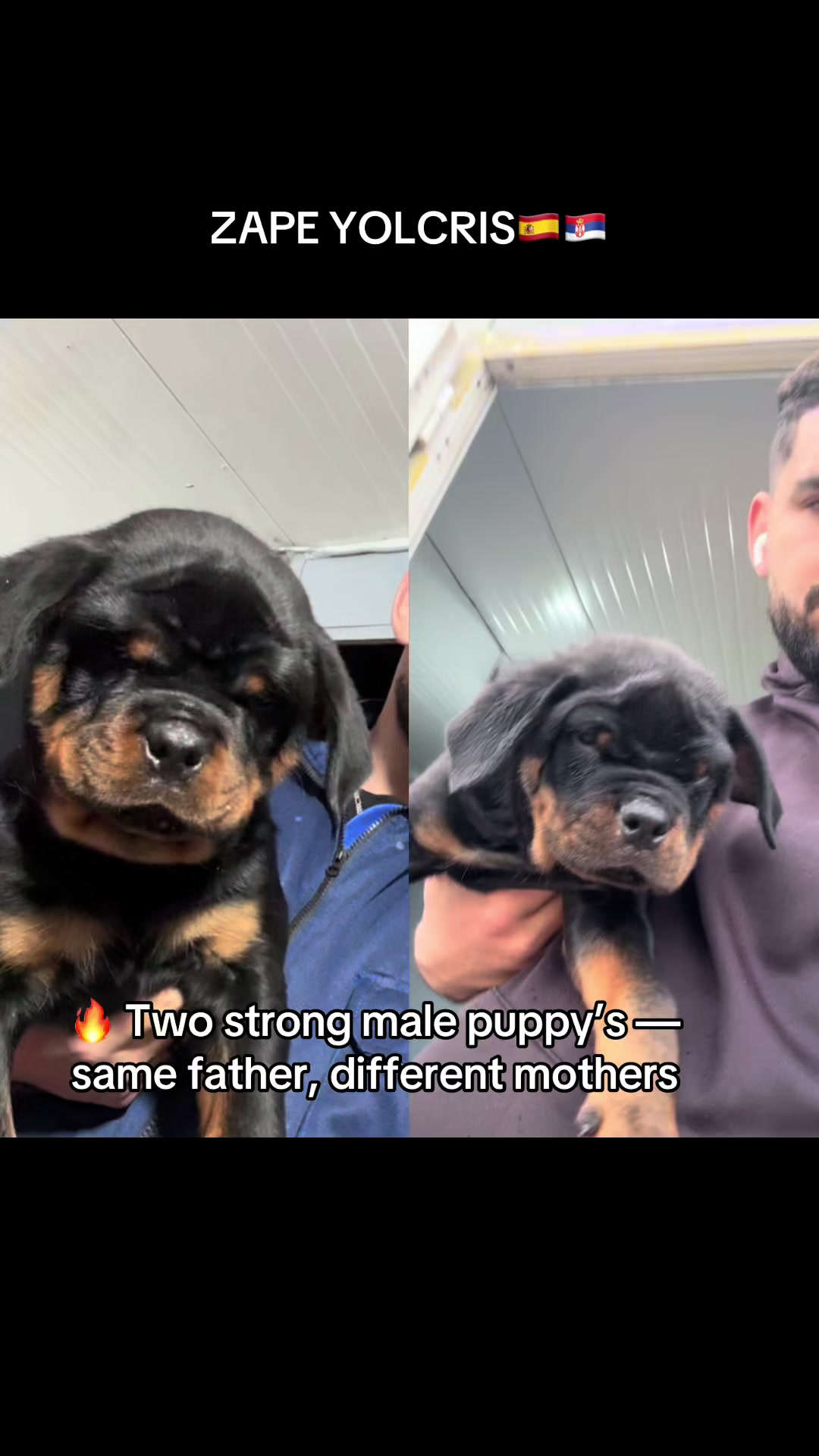 @Marwan Rottweiler-ke