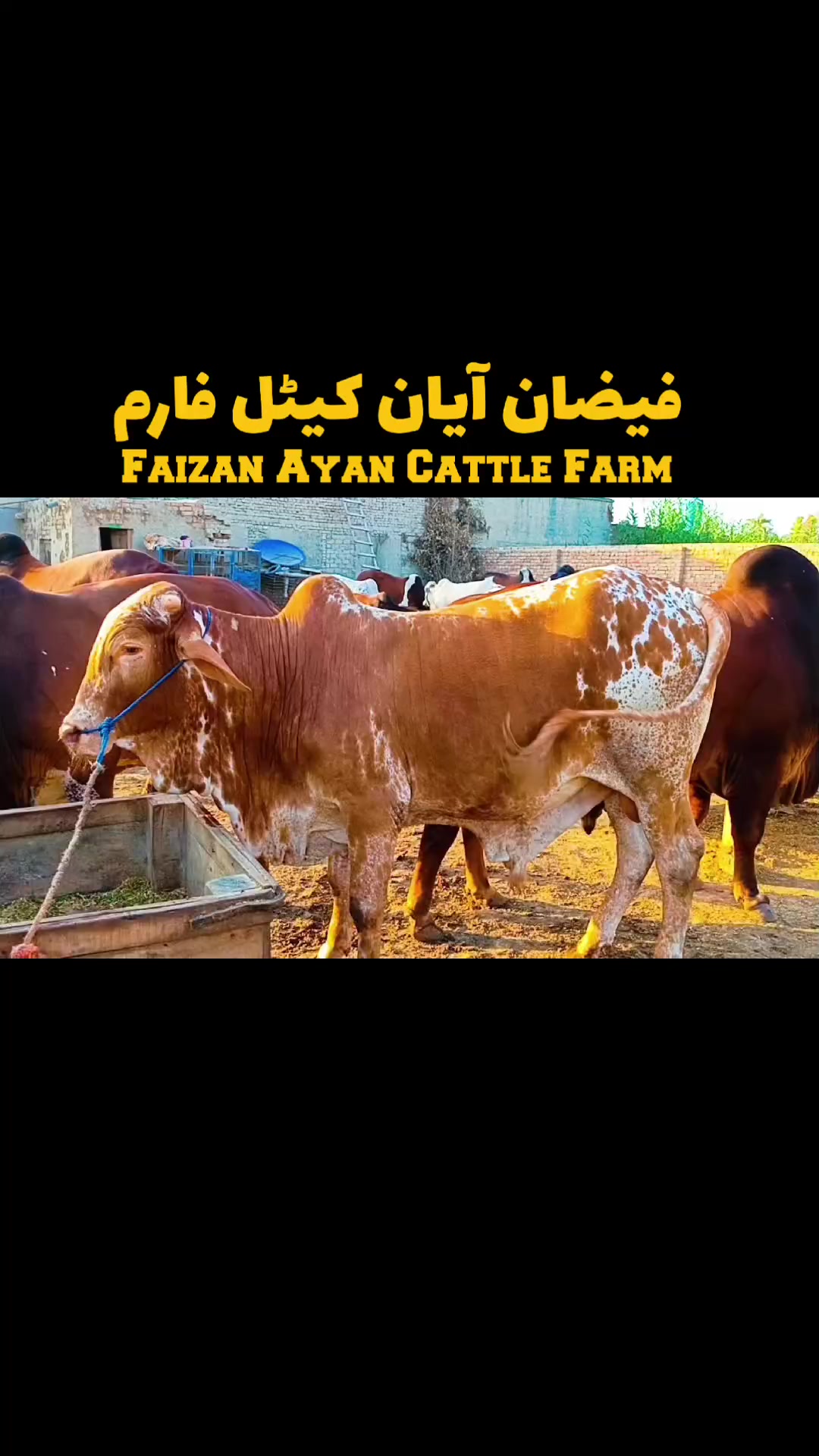 @Faizan Ayan