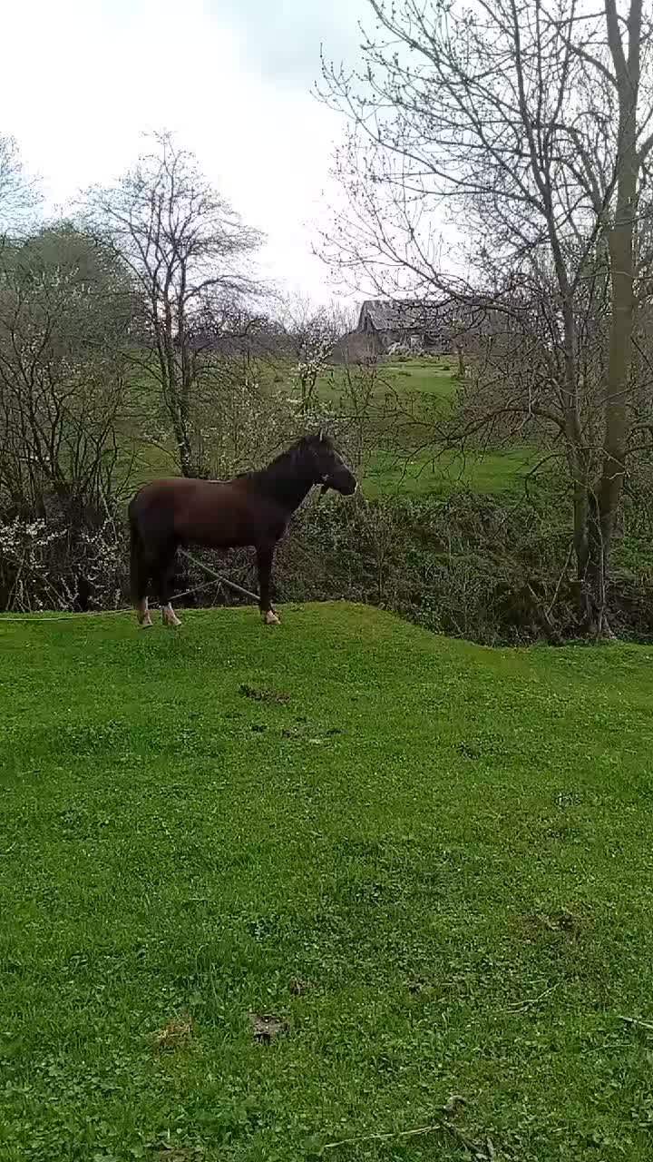 @Վաչե Գևորգյան