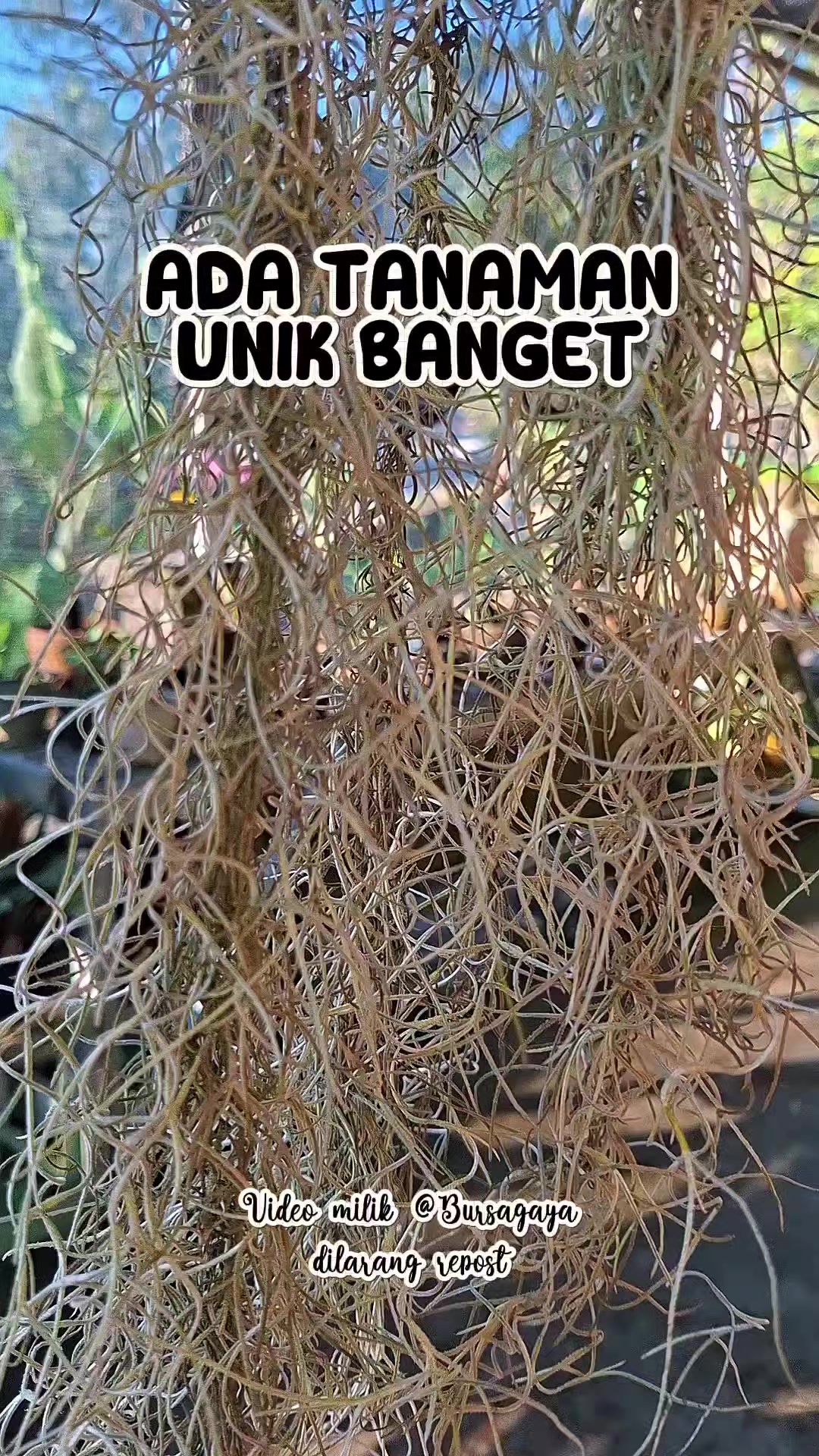 @bursagaya