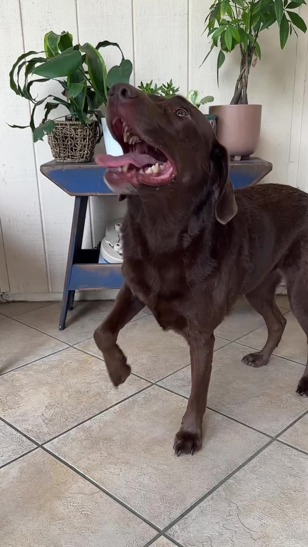 @AmandaT | Your Dog is COOL!