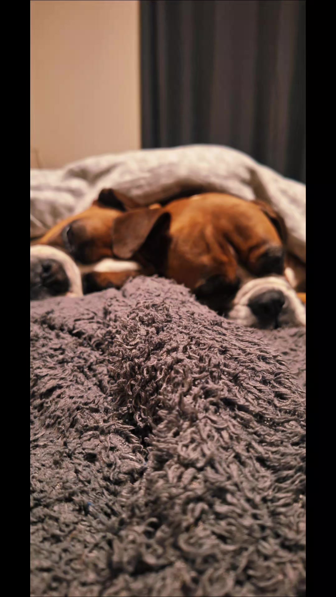 @boxerbrothers73