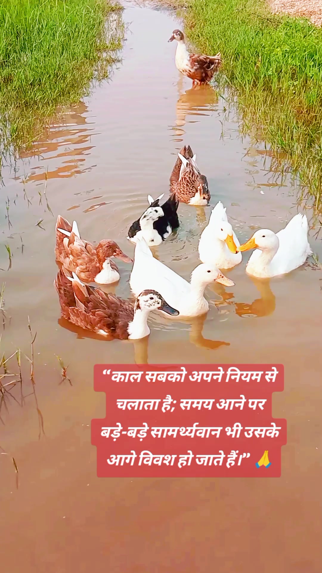 @chanchal jha pathak