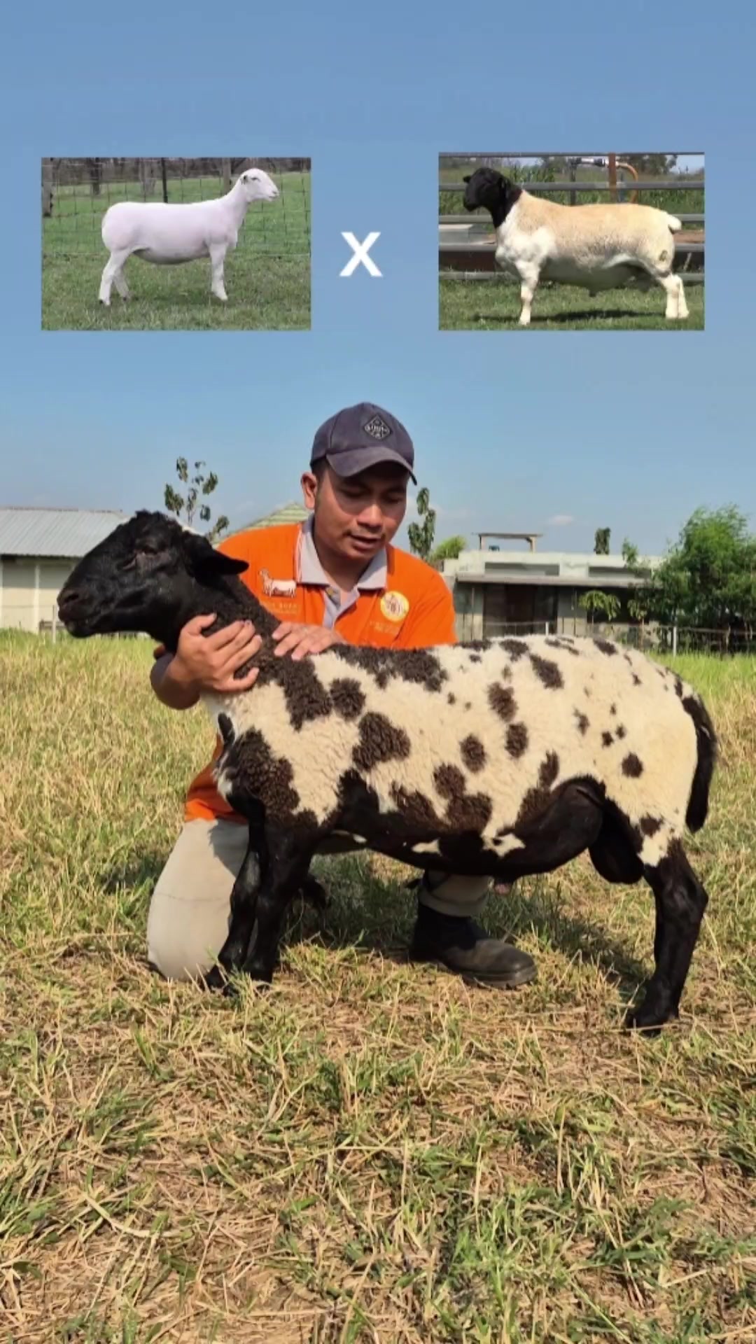 @Kambing Burja Official