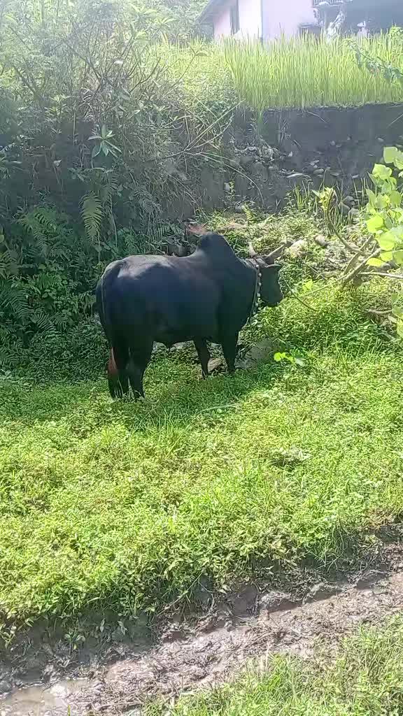 @Tanahun tiger