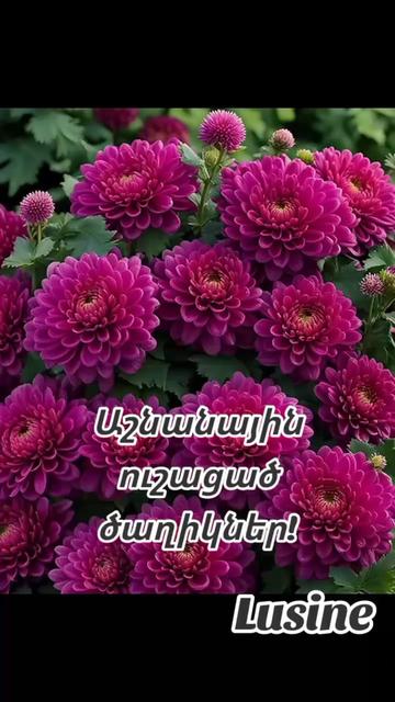 @Humori ashxar