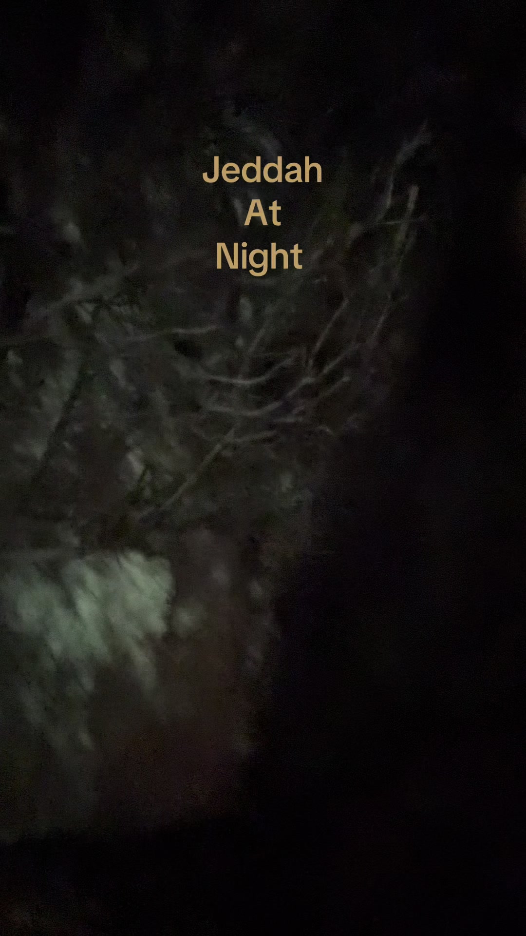 @🪼